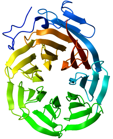 Beta-Propeller-Protein